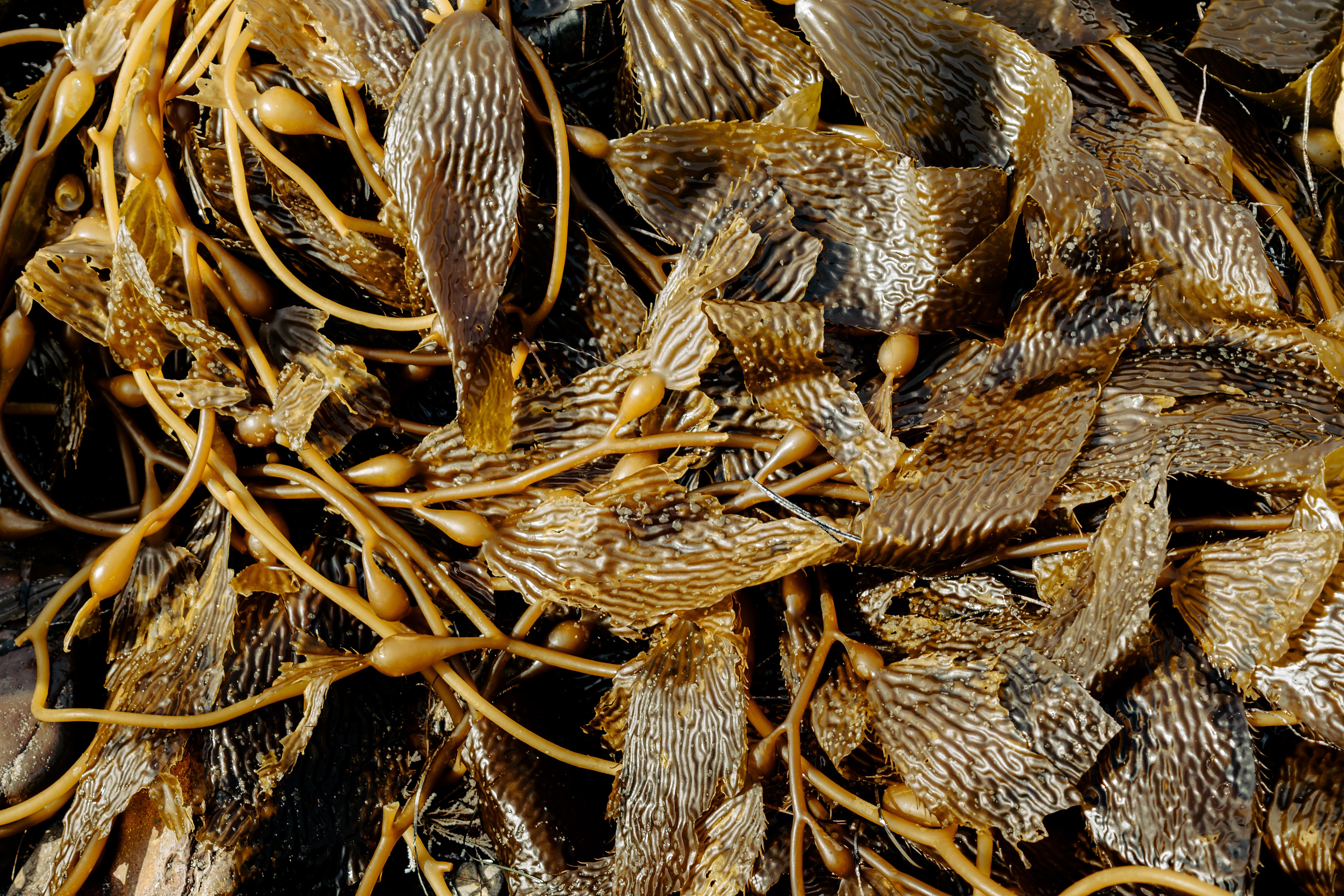 Can cats eat seaweed sheets found on the beach? No. Washed-up kelp seaweed drying on a shoreline