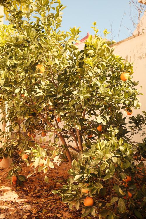 Free Bright oranges on a tree in a sunny garden in Sfax, Tunisia. Stock Photo