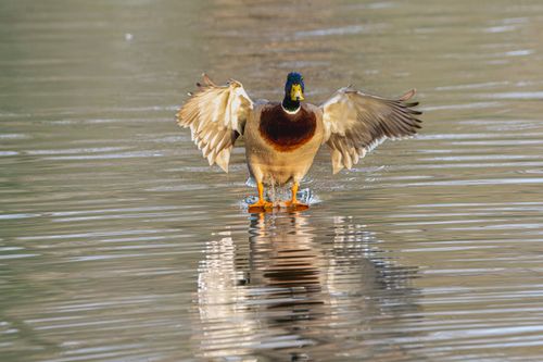 Free A vibrant mallard duck gracefully lands on a pond, wings spread wide capturing winter reflections. Stock Photo