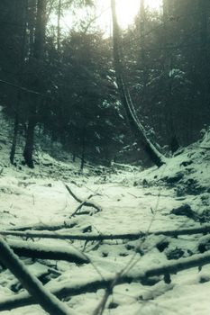 A tranquil winter forest with snow-covered ground and towering trees.