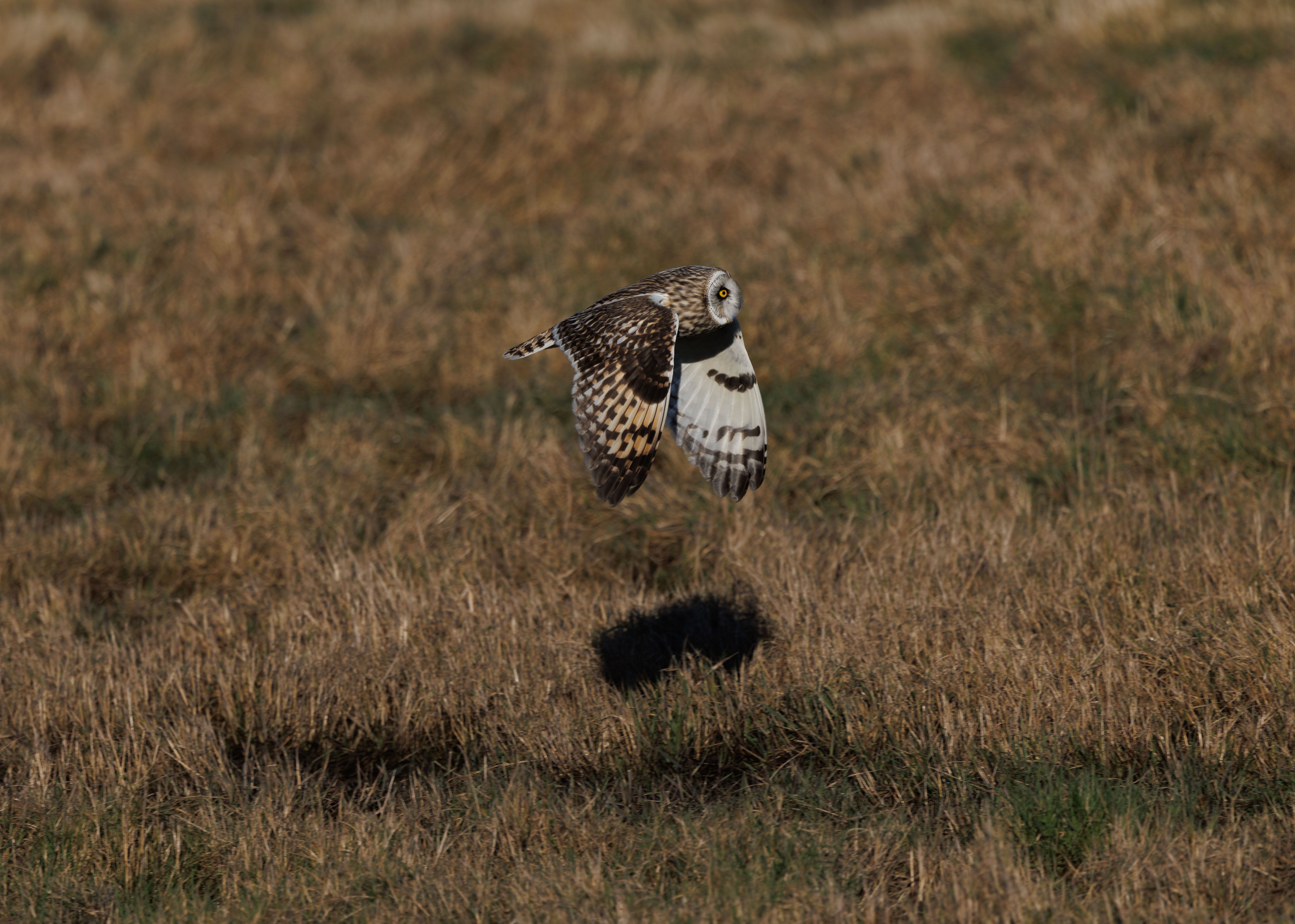 Captivating image of a short-eared owl in flight over a grassy field, showcasing its elegant plumage.