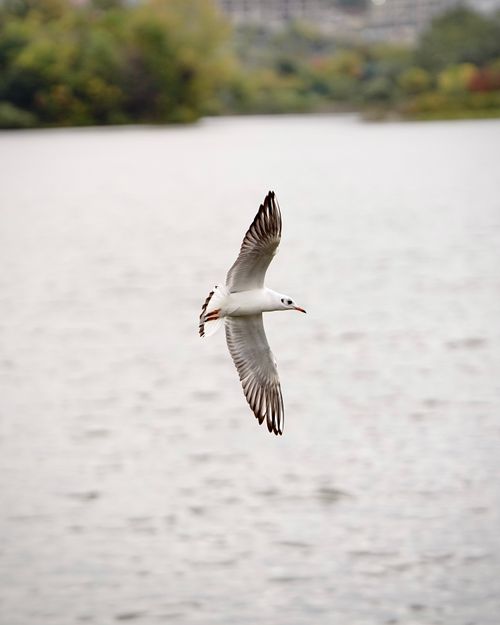 Free A seagull gracefully glides over a serene urban lake in Tirana, Albania. Stock Photo