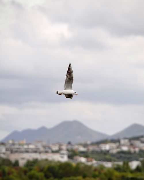 Free A majestic seagull flies over Tirana's scenic landscape with mountains in the backdrop. Stock Photo