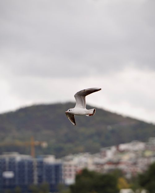 Free A seagull soaring above the hills of Tirana, Albania with a cloudy sky backdrop. Stock Photo