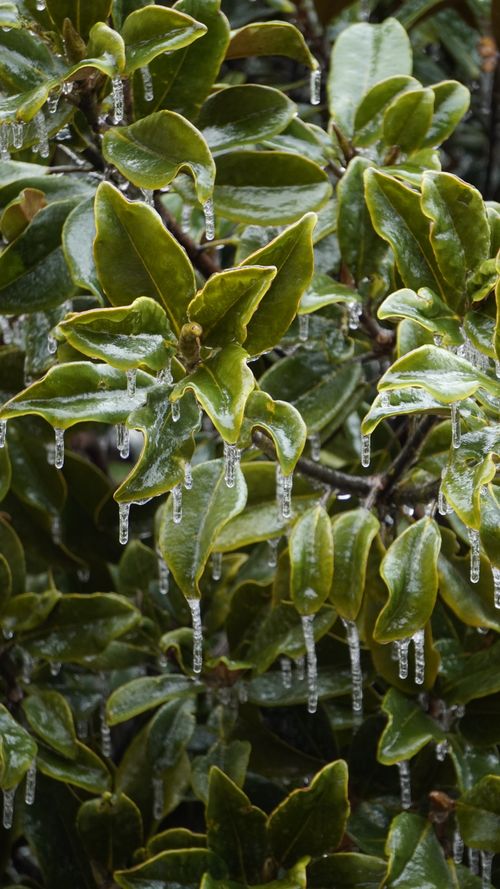 Free Close-up of green leaves covered with icicles in a winter setting. Stock Photo