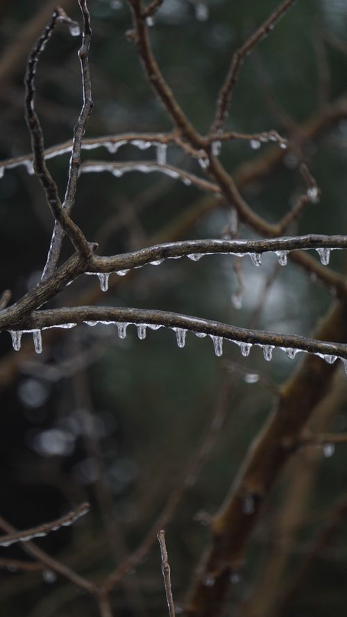 Free Close-up of icicles hanging from bare branches in the forest, showcasing winter chill. Stock Photo
