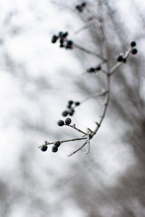 Free Leafless branch with dark berries in winter garden Stock Photo
