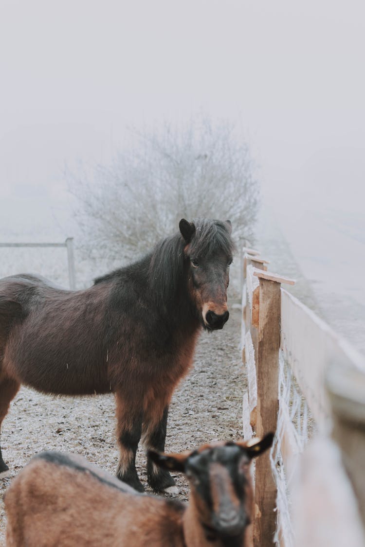 Animals In Paddock On Farm In Winter Day