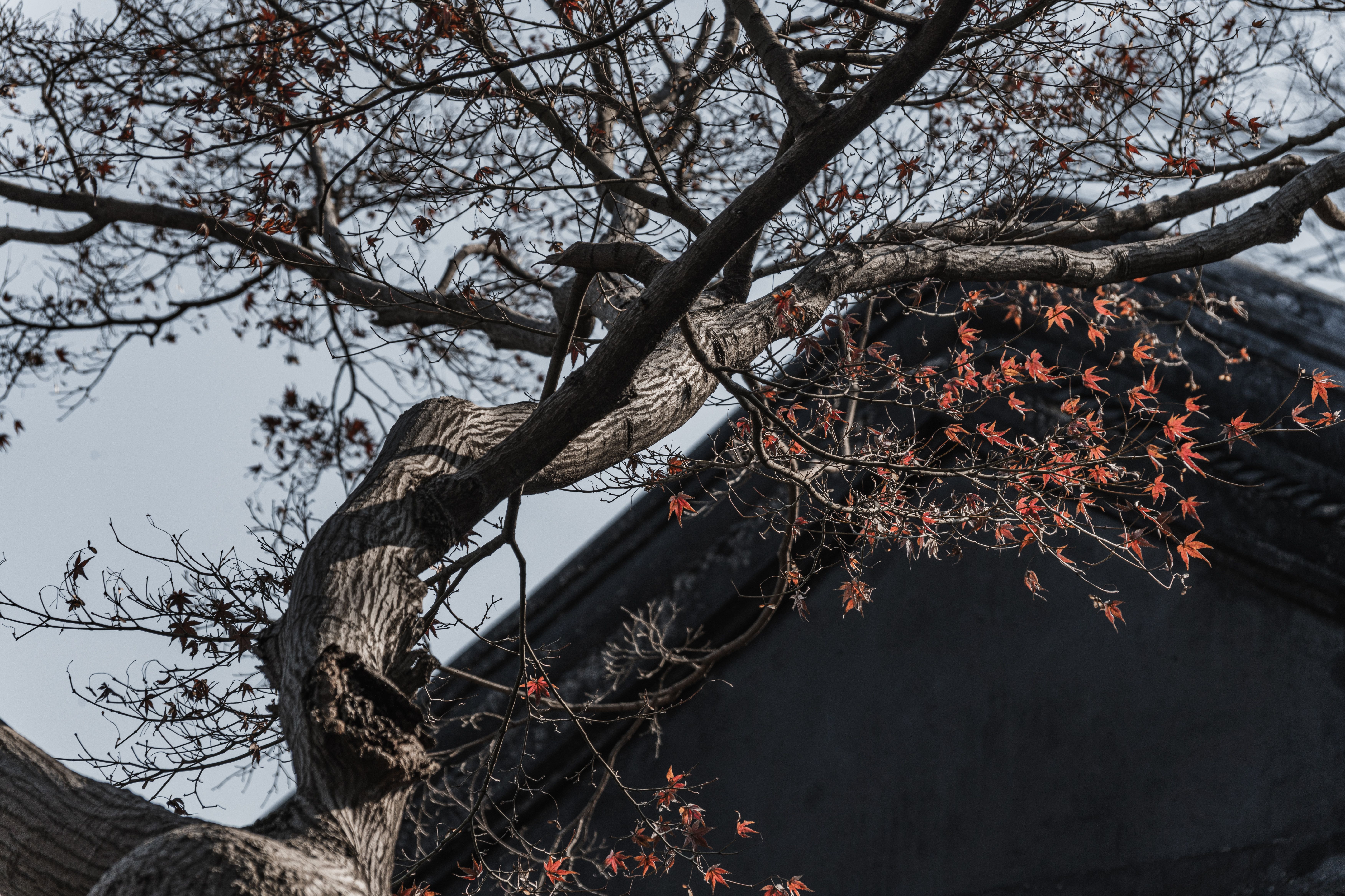 Branch with Autumn Leaves Against Traditional Chinese Roof · Free Stock ...