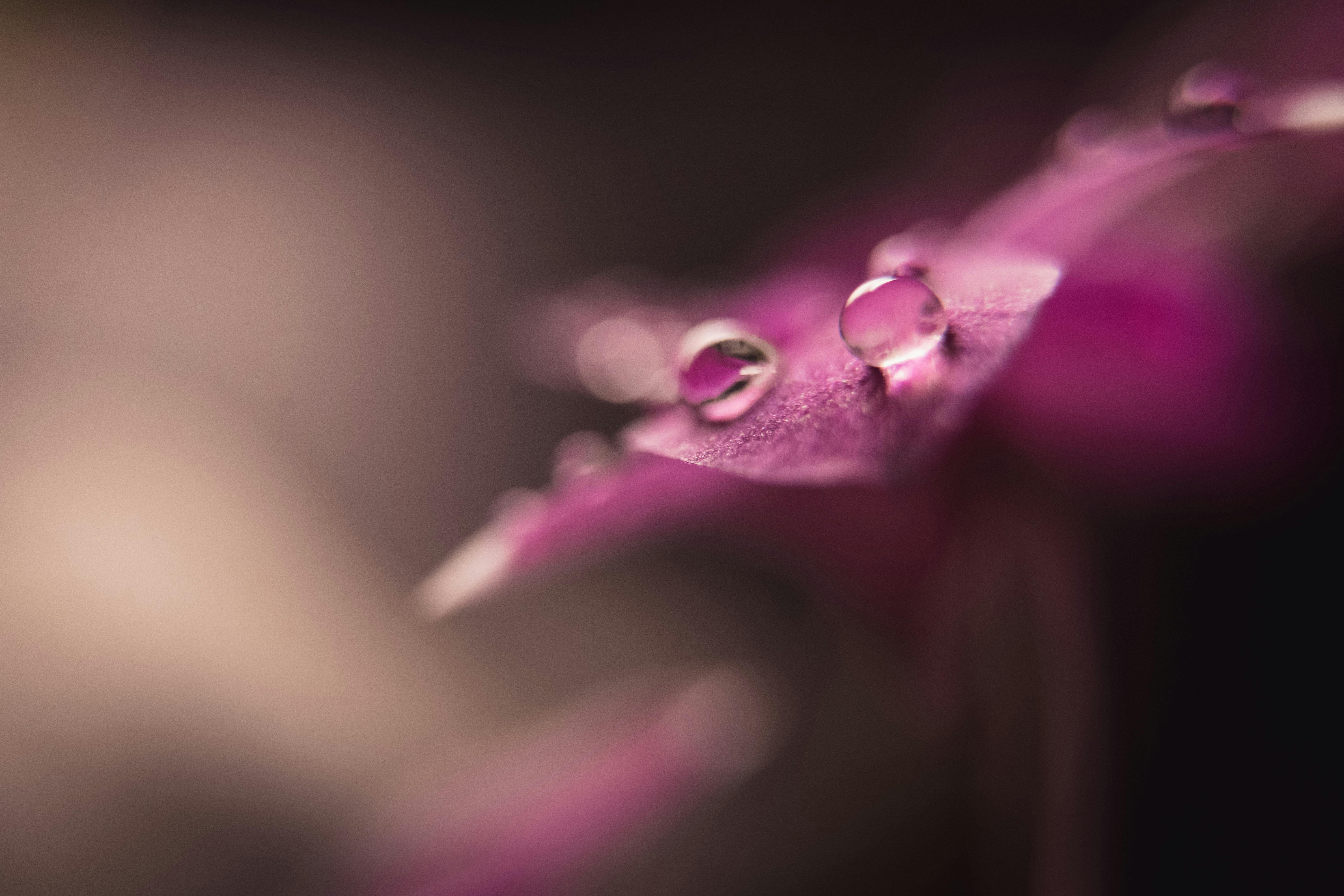 Private Helicopter Tour