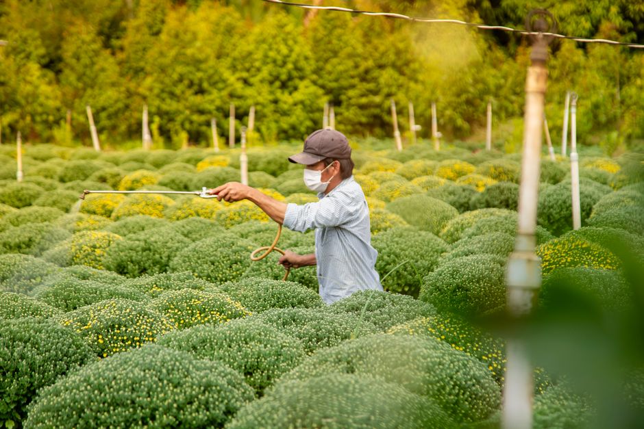 ベトナムのベンチェにある花畑にマスクを着けた男性が農作業の様子を披露し、花に農薬を散布している。