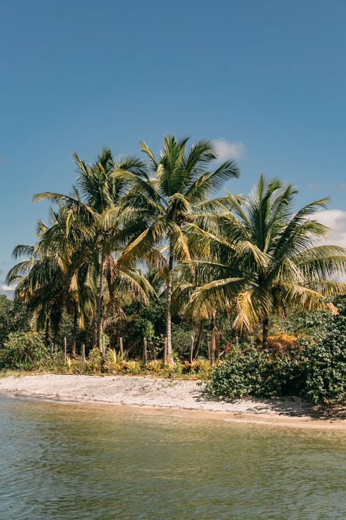 Free Serene beach scene in Barra Grande, Bahia with lush palm trees under a clear blue sky. Stock Photo