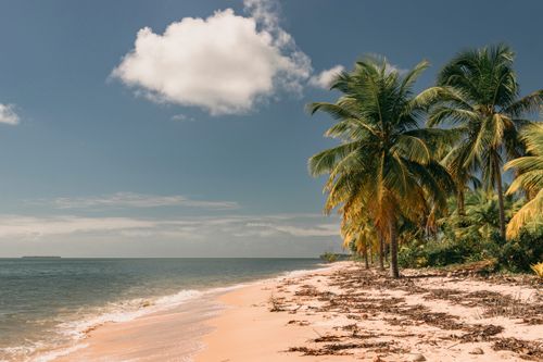 Free A serene beach scene featuring palm trees and ocean waves in Barra Grande, Brazil. Stock Photo