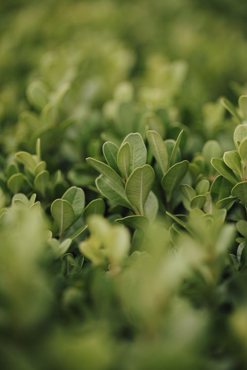 Free Vibrant green foliage with blurred background creating a soothing natural ambiance. Stock Photo