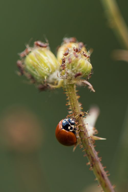 Free Macro shot of a ladybug climbing a budding plant stem with fine details. Stock Photo