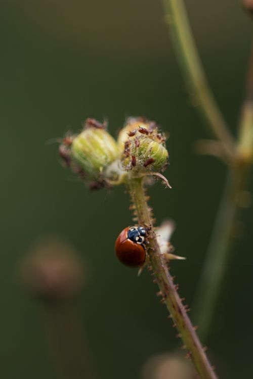 Free Ladybug perched on a budding plant stem, showcasing nature's intricate beauty. Stock Photo