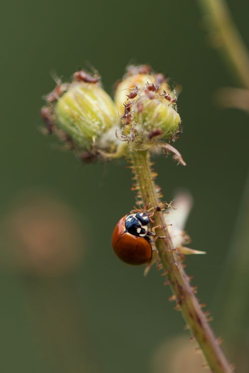 Free Macro shot of a ladybug crawling on a thistle in natural habitat. Stock Photo