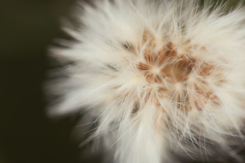 Free Macro shot of a dandelion seed head highlighting its intricate fluffy texture. Stock Photo