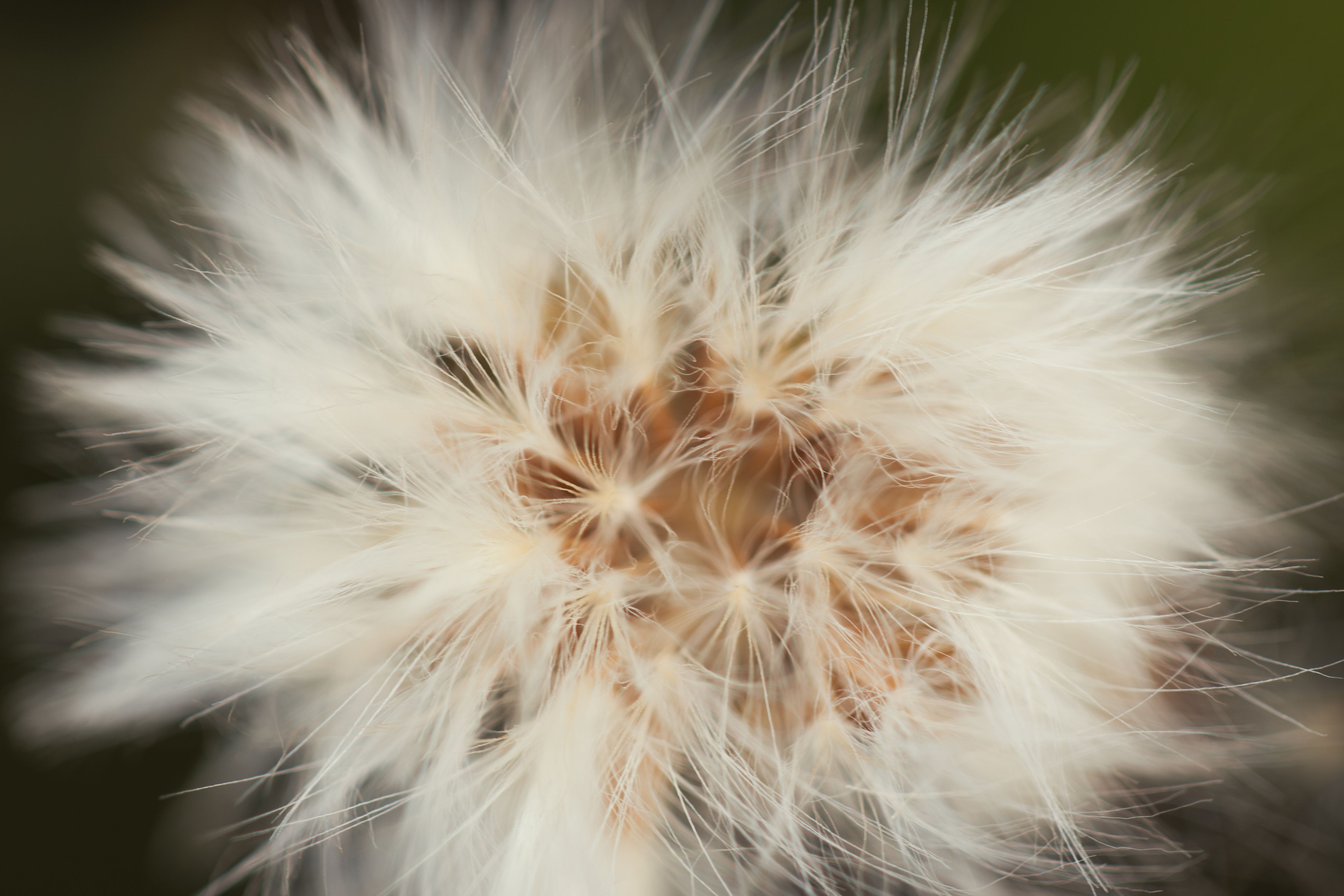 Foto: Matheus Bertelli / Pexels