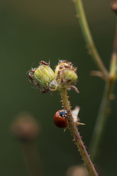 Free Close-up of a ladybug climbing on buds, showcasing nature's intricate details. Stock Photo