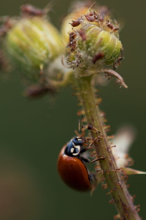 Free Close-up image of a ladybug crawling on a plant stem surrounded by aphids. Stock Photo