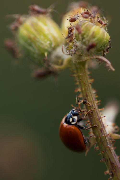 Free Macro shot of a ladybug climbing a plant stem with aphids, showcasing nature's intricate details. Stock Photo