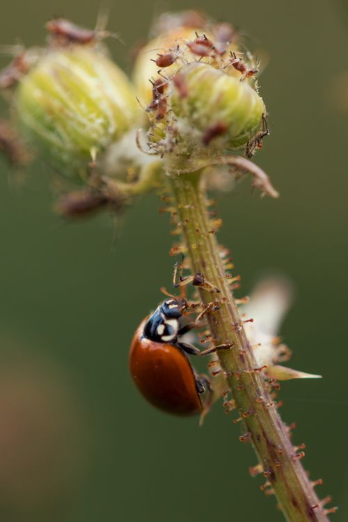 Free Macro photograph capturing a ladybug climbing a wildflower stem surrounded by aphids. Stock Photo