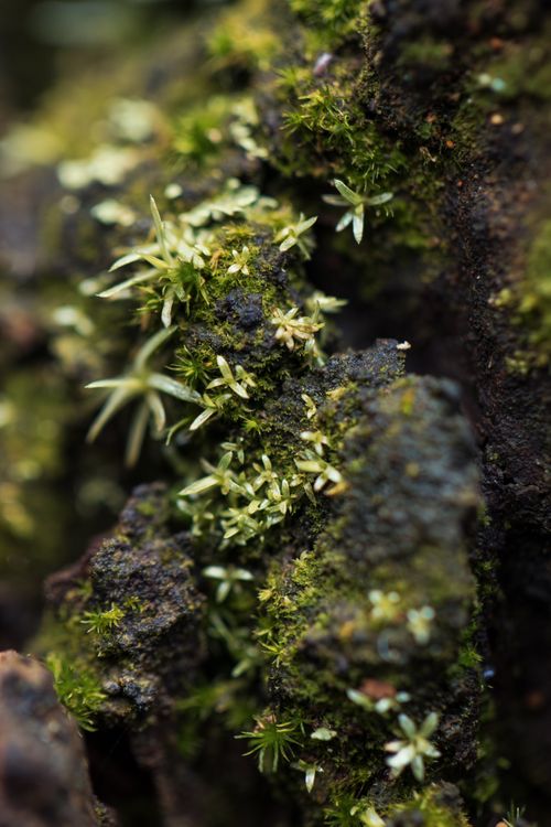 Free Detailed close-up of mosses and lichens growing on a rocky surface. Stock Photo