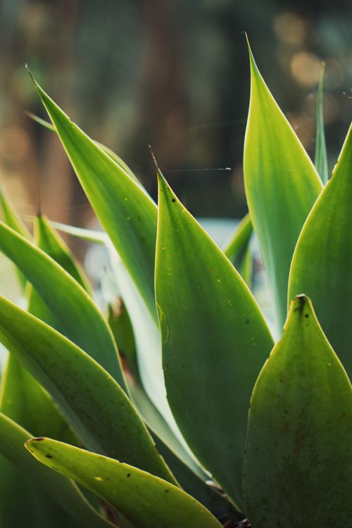 Free Vibrant green agave leaves illuminated by natural light, showcasing their sharp edges and textures. Stock Photo