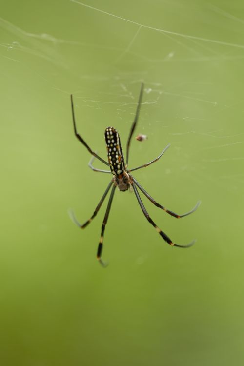 Free Detailed view of a Golden Orb Weaver spider on its web, highlighted against a green background. Stock Photo