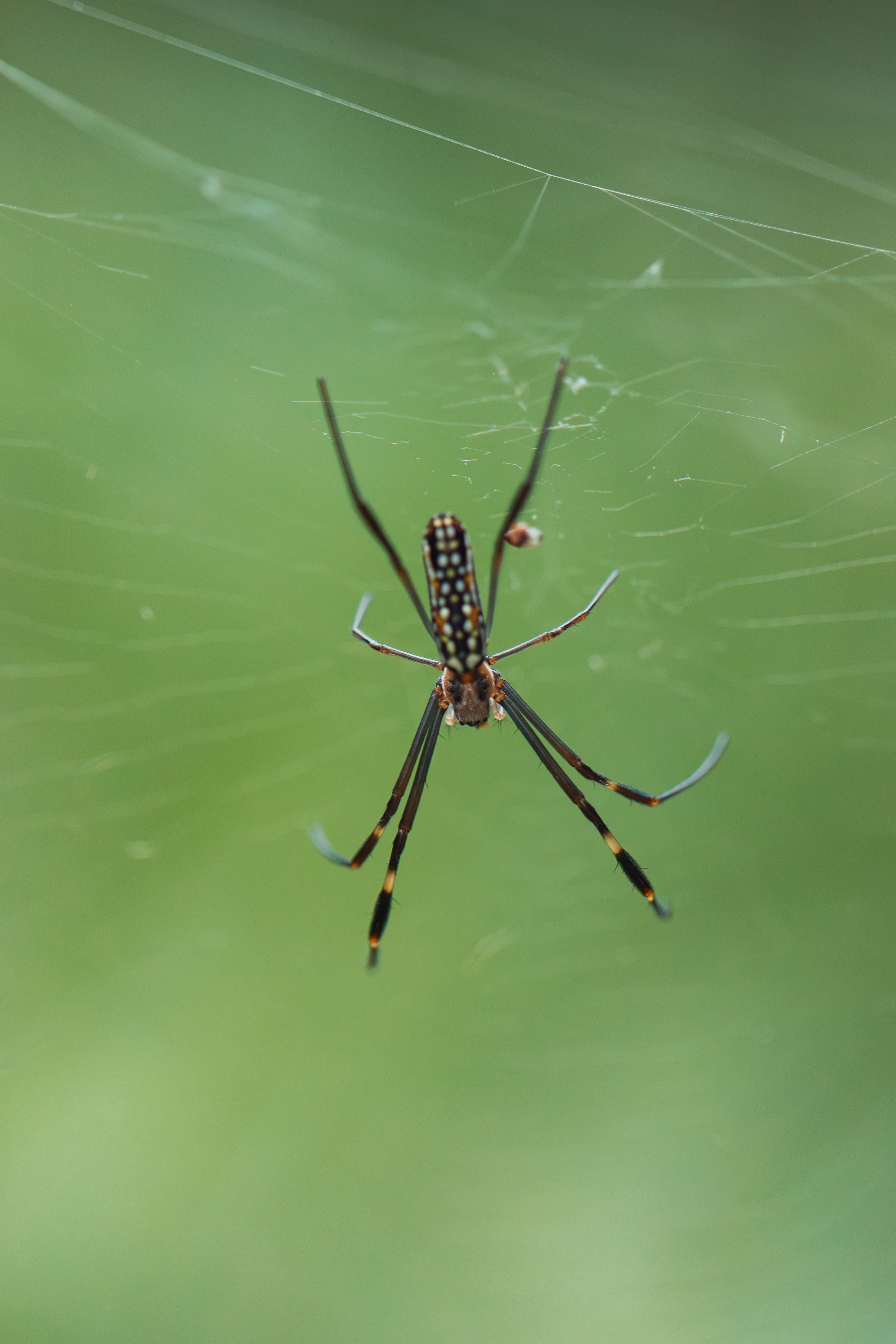 Detailed view of a garden orb-weaver spider hanging in its web against a green background.