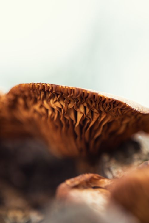 Free A detailed macro shot of mushroom gills, showcasing the intricate textures and earthy tones of the fungi. Stock Photo