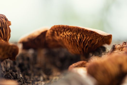 Detailed macro shot of brown mushrooms growing on a forest floor, showcasing textured gills.