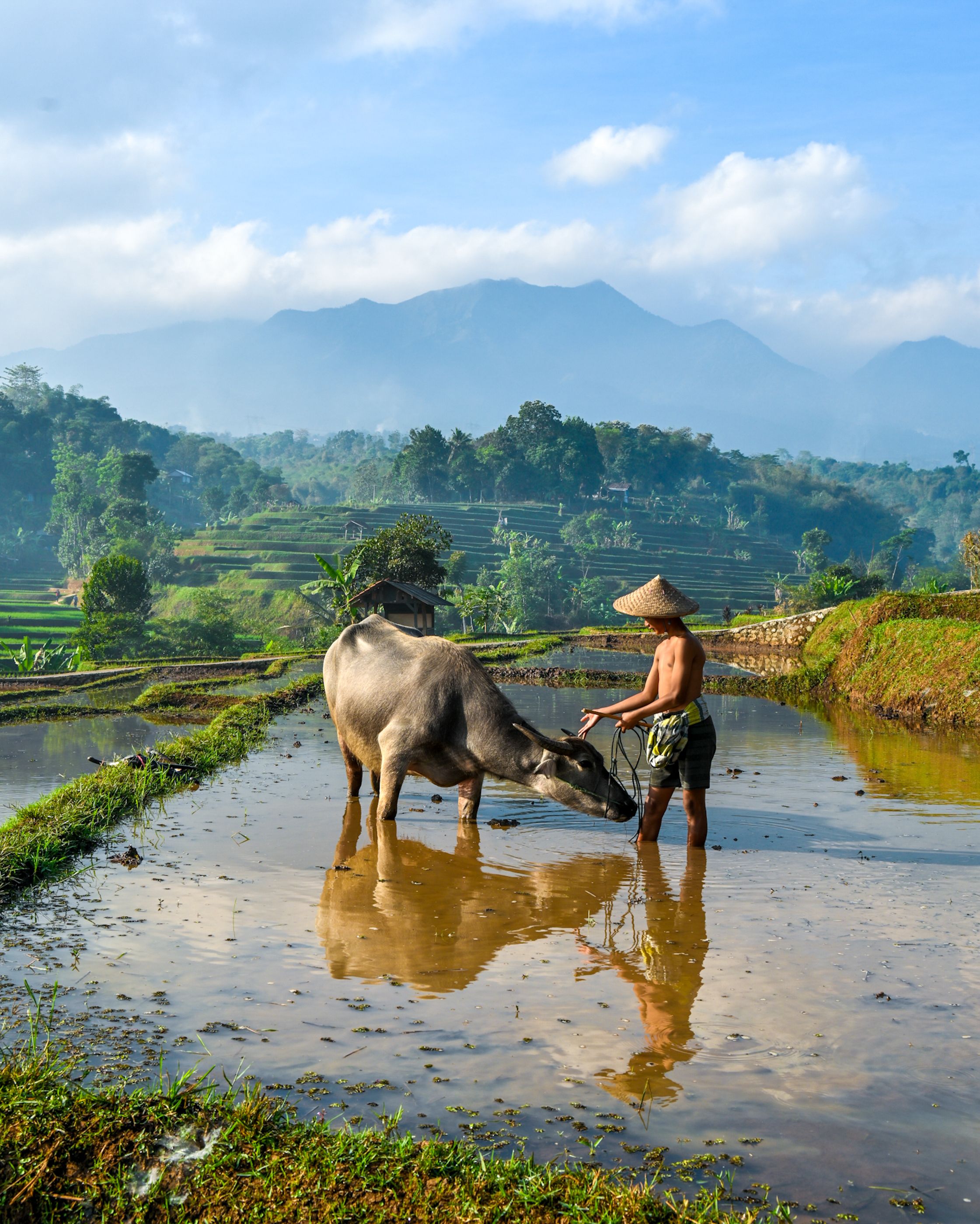 Traditional Farmer with Buffalo in West Java Rice Field · Free Stock Photo