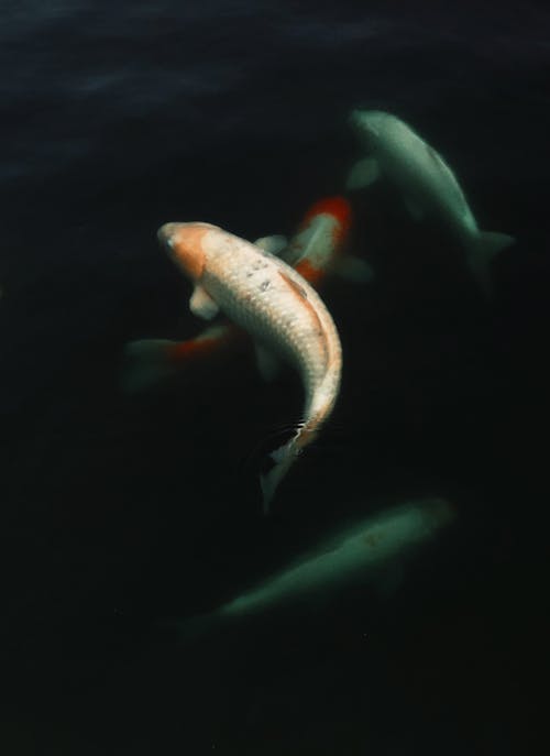 Белая и оранжевая рыба кои