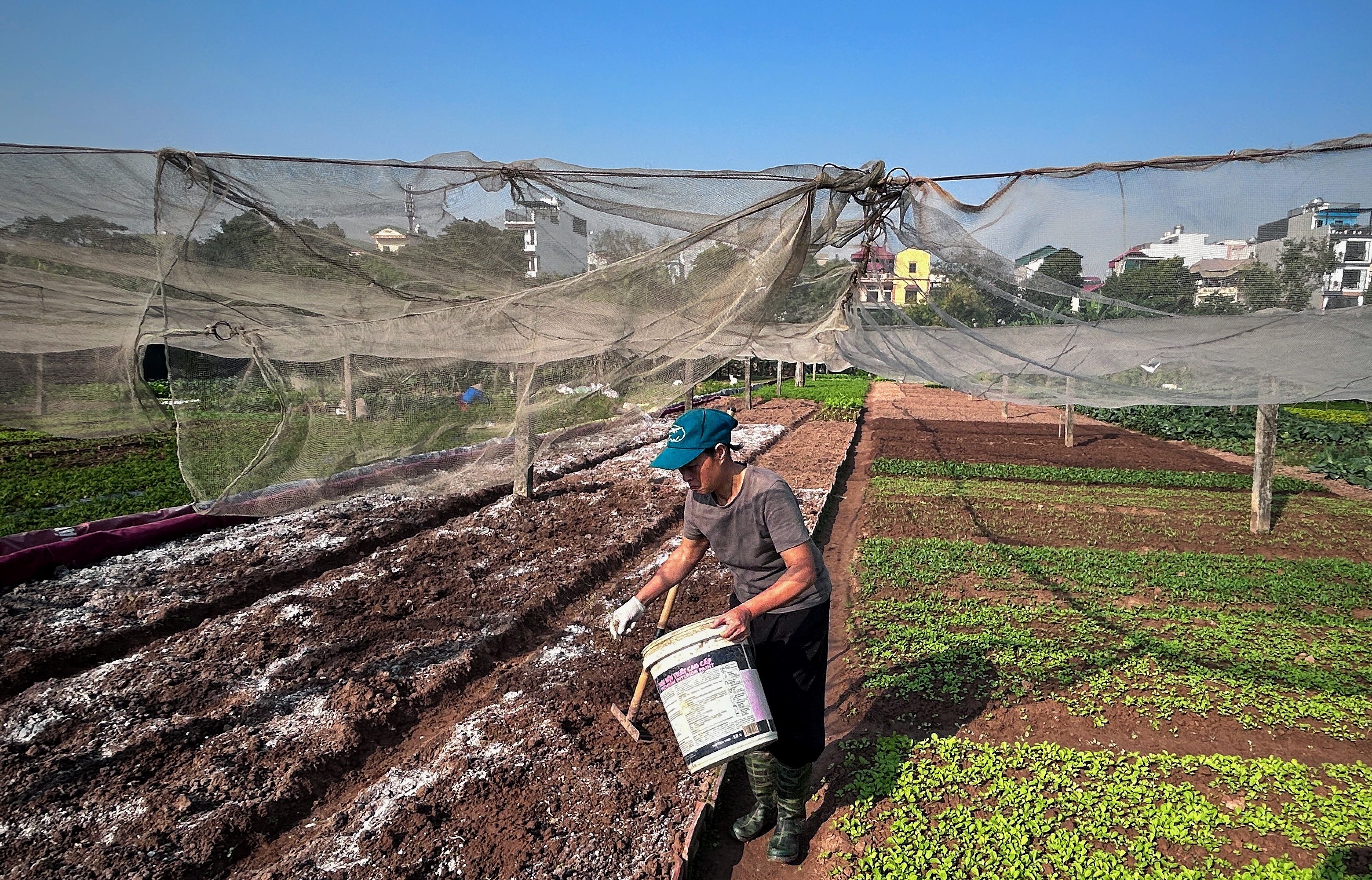 A farmer tends to a vegetable garden in rural Vietnam, showcasing sustainable agriculture.