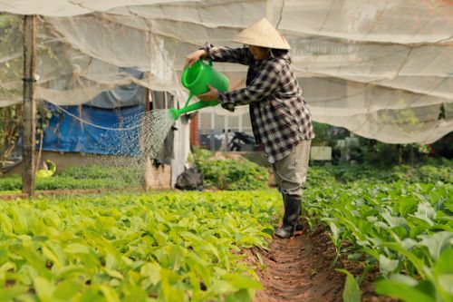 Free An Asian woman tending to plants in a greenhouse, using a watering can. Stock Photo