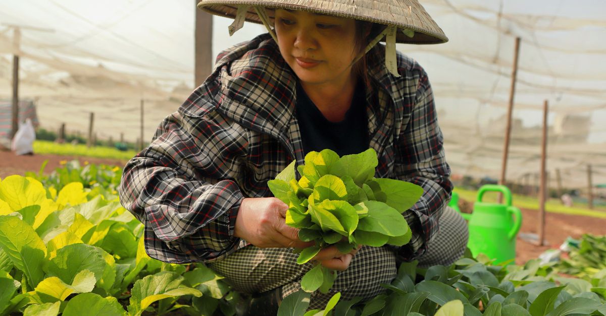 Why Your Home Garden Isn't Thriving (And The Simple Shifts That Changed Everything For My Harvests)
