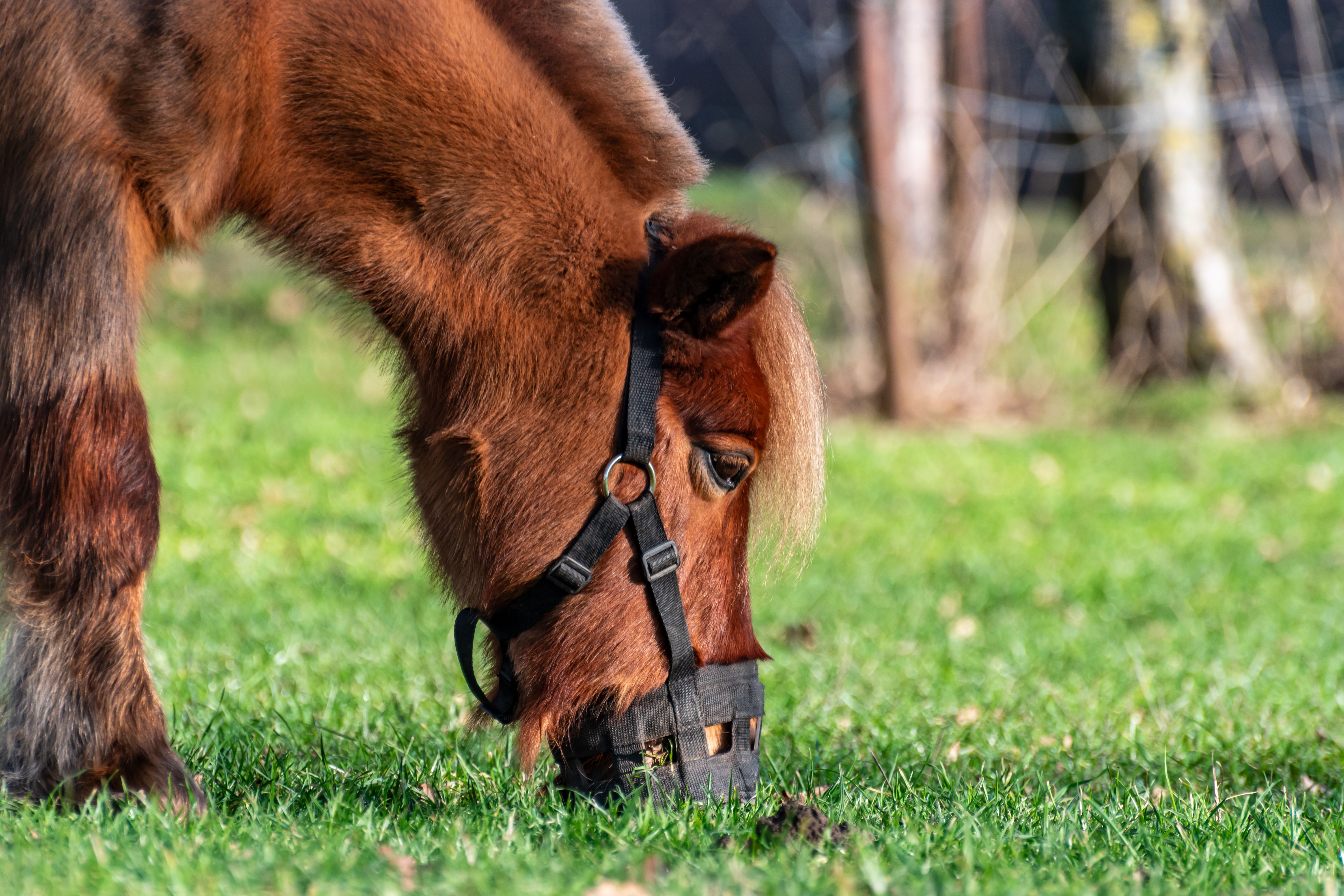 Warm sunlight highlights a pony grazing in a Coesfeld meadow.