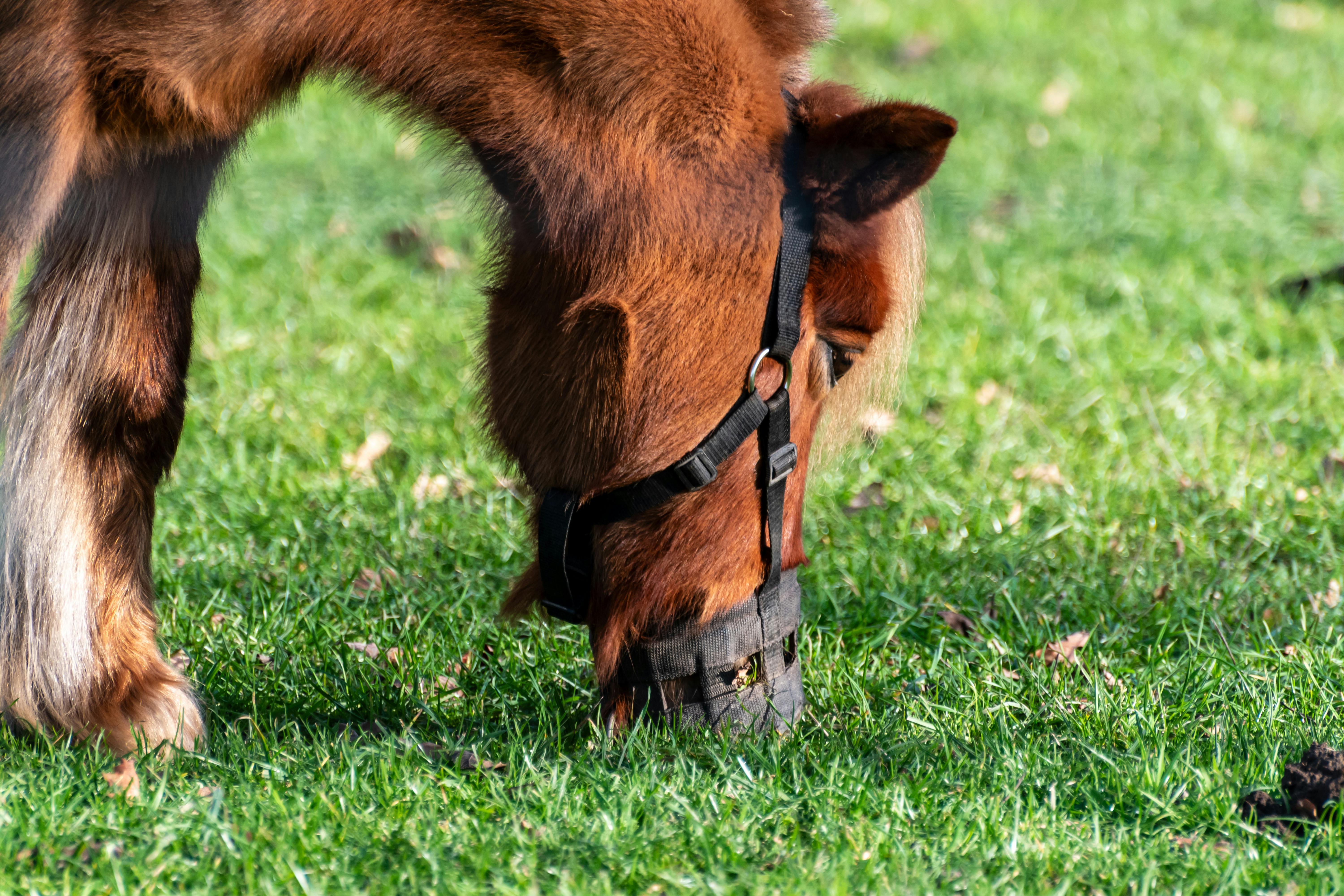 Close-up of a pony with a grazing mask feeding on lush green grass in Coesfeld.