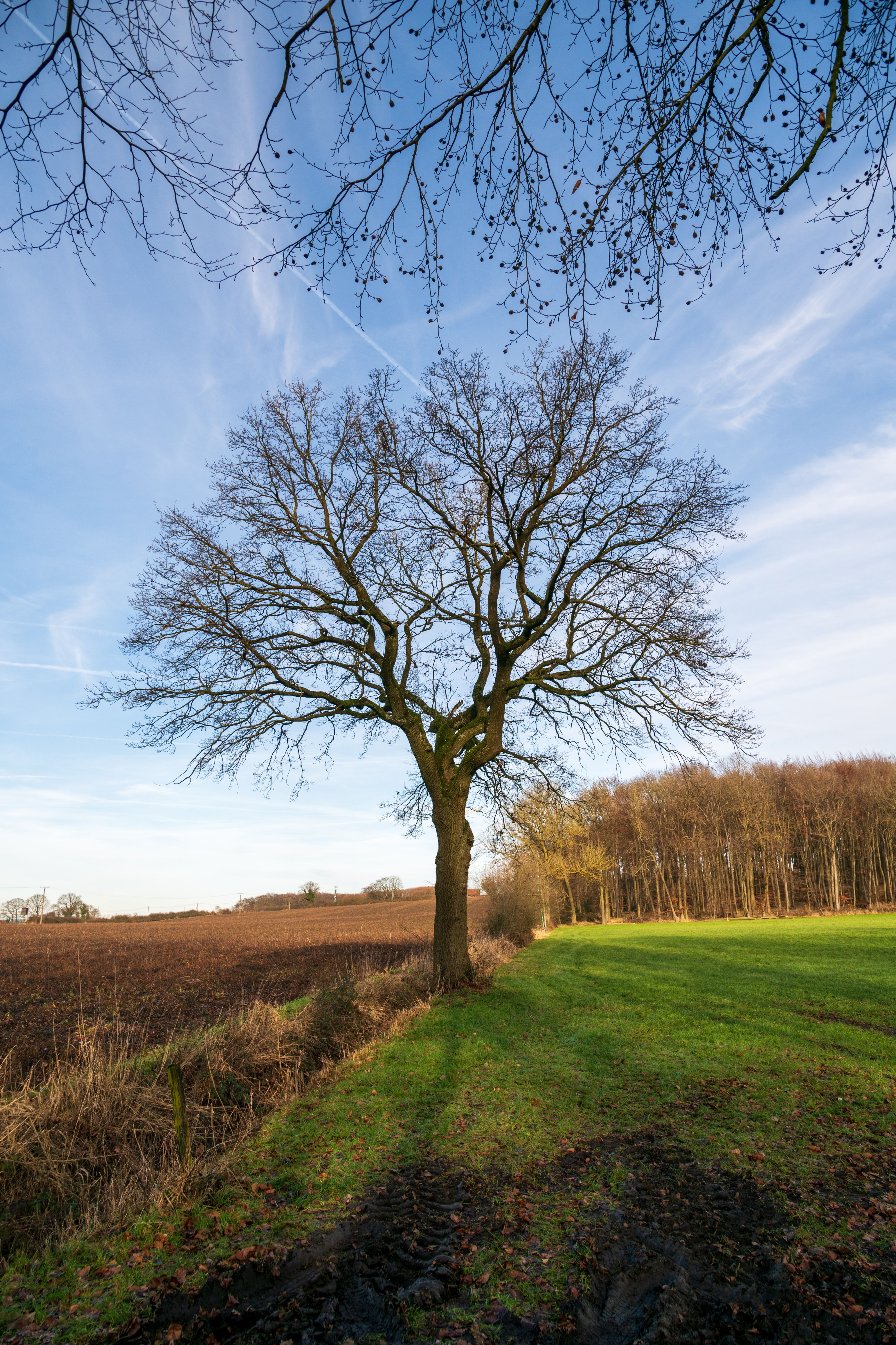 Solitary Oak Tree in Coesfeld Countryside · Free Stock Photo