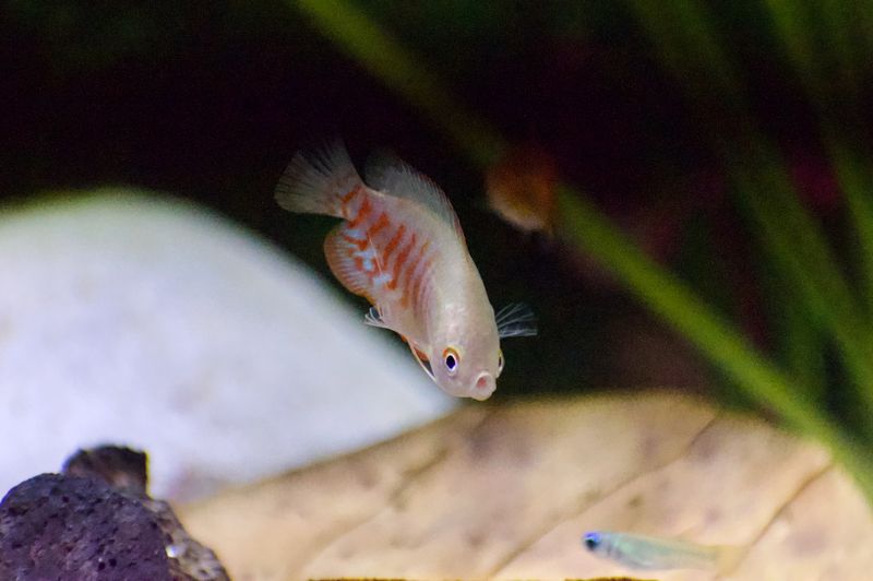 A captivating close-up of a colorful gourami fish swimming in an aquarium, showcasing its vibrant patterns.