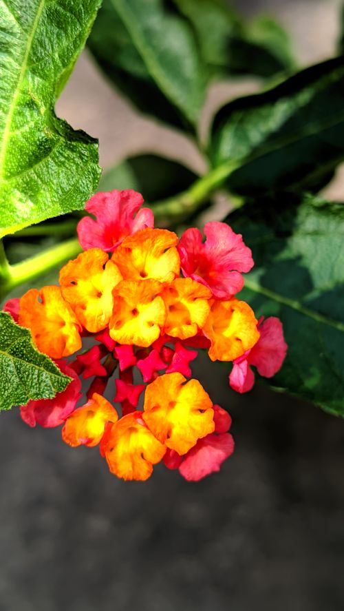 Free Close-up of vibrant orange and pink lantana flowers captured in sunlight. Stock Photo