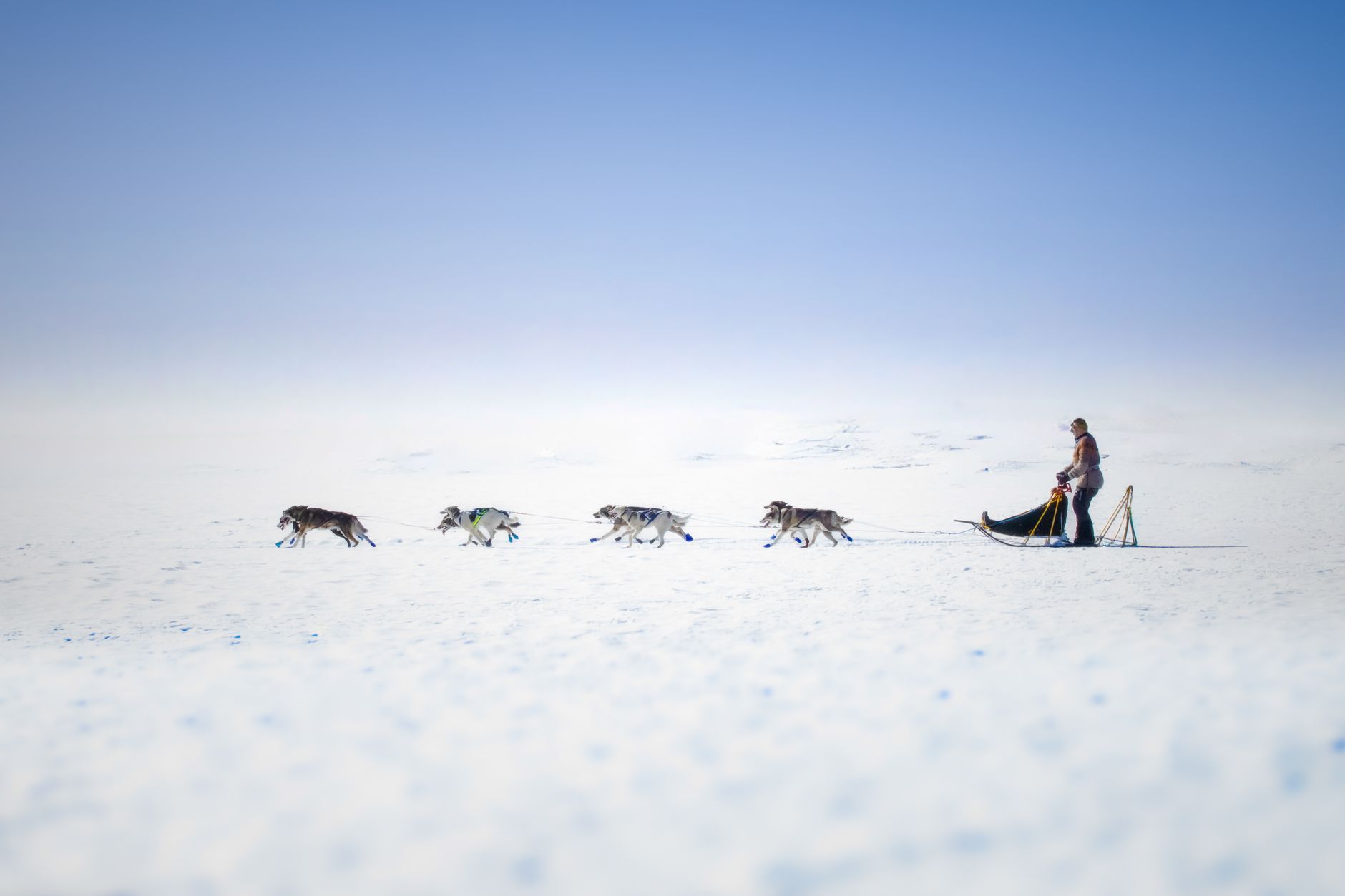 Mush! What It’s Really Like to Drive Your Own Dog Sled Team
