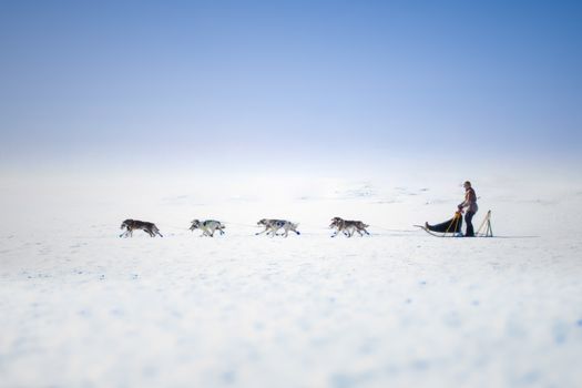 Dog sledding (winter) — Svalbard