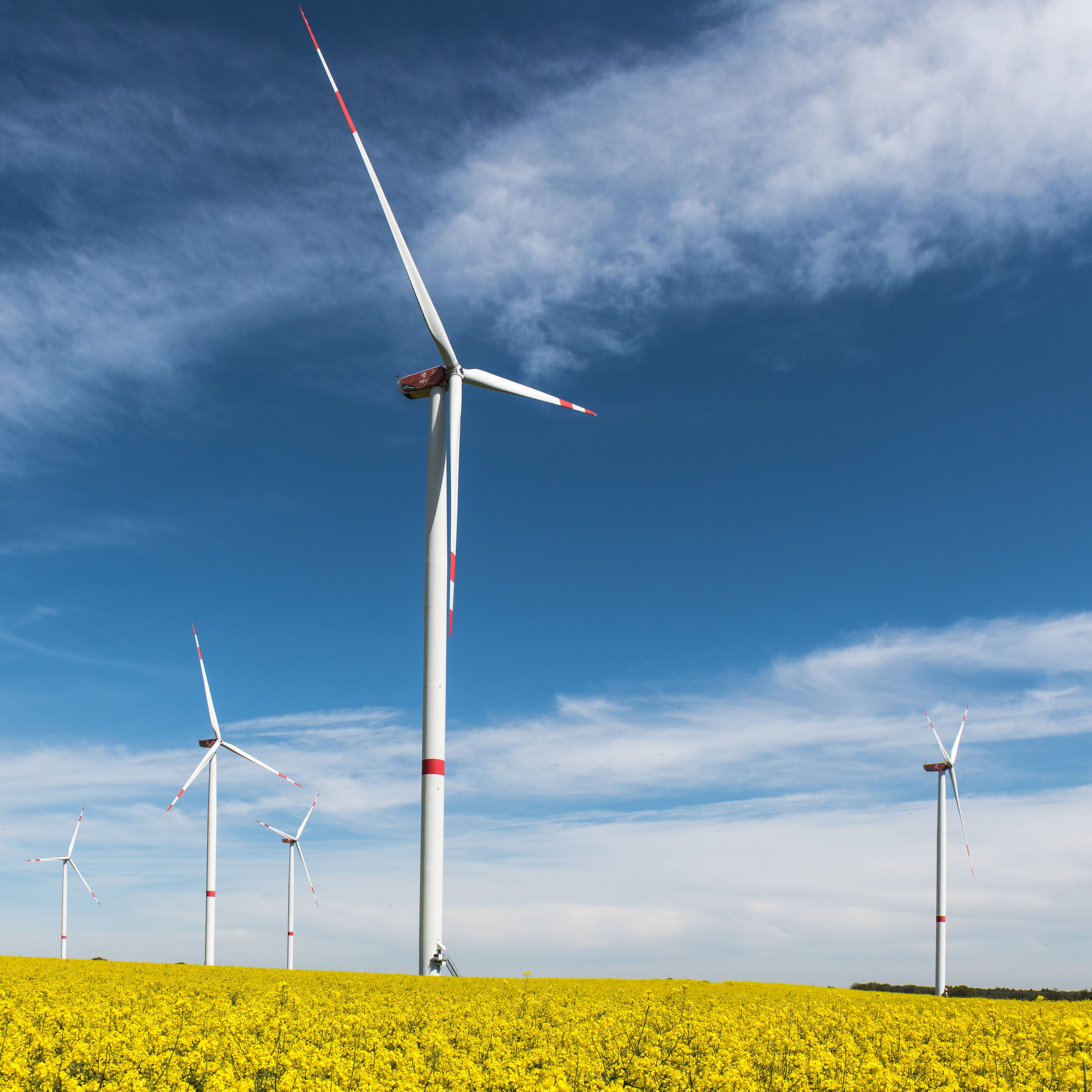 Wind turbines in a vibrant yellow rapeseed field under a blue sky in Schleswig-Holstein.