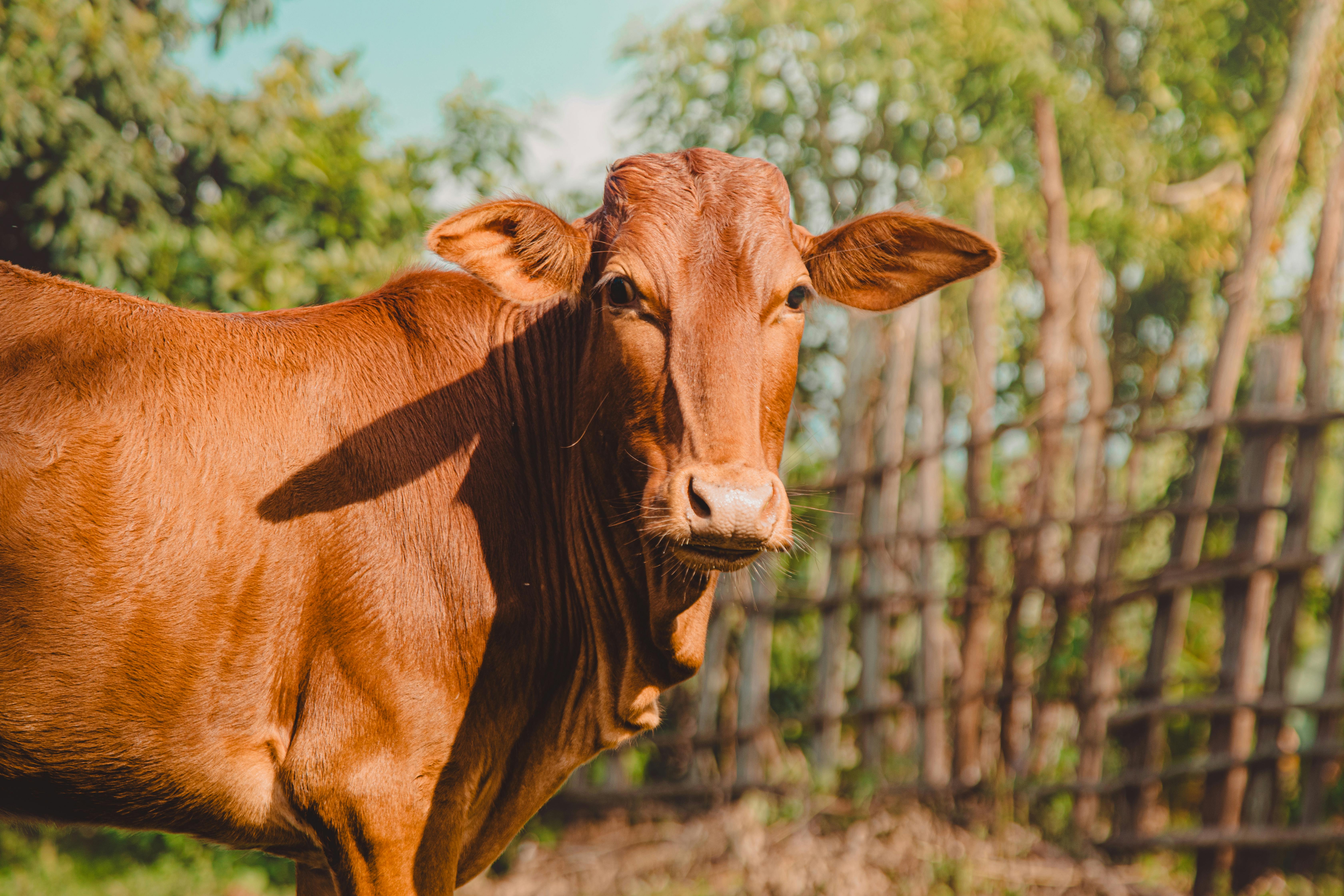 Photo by Bemnet mesfin on Pexels