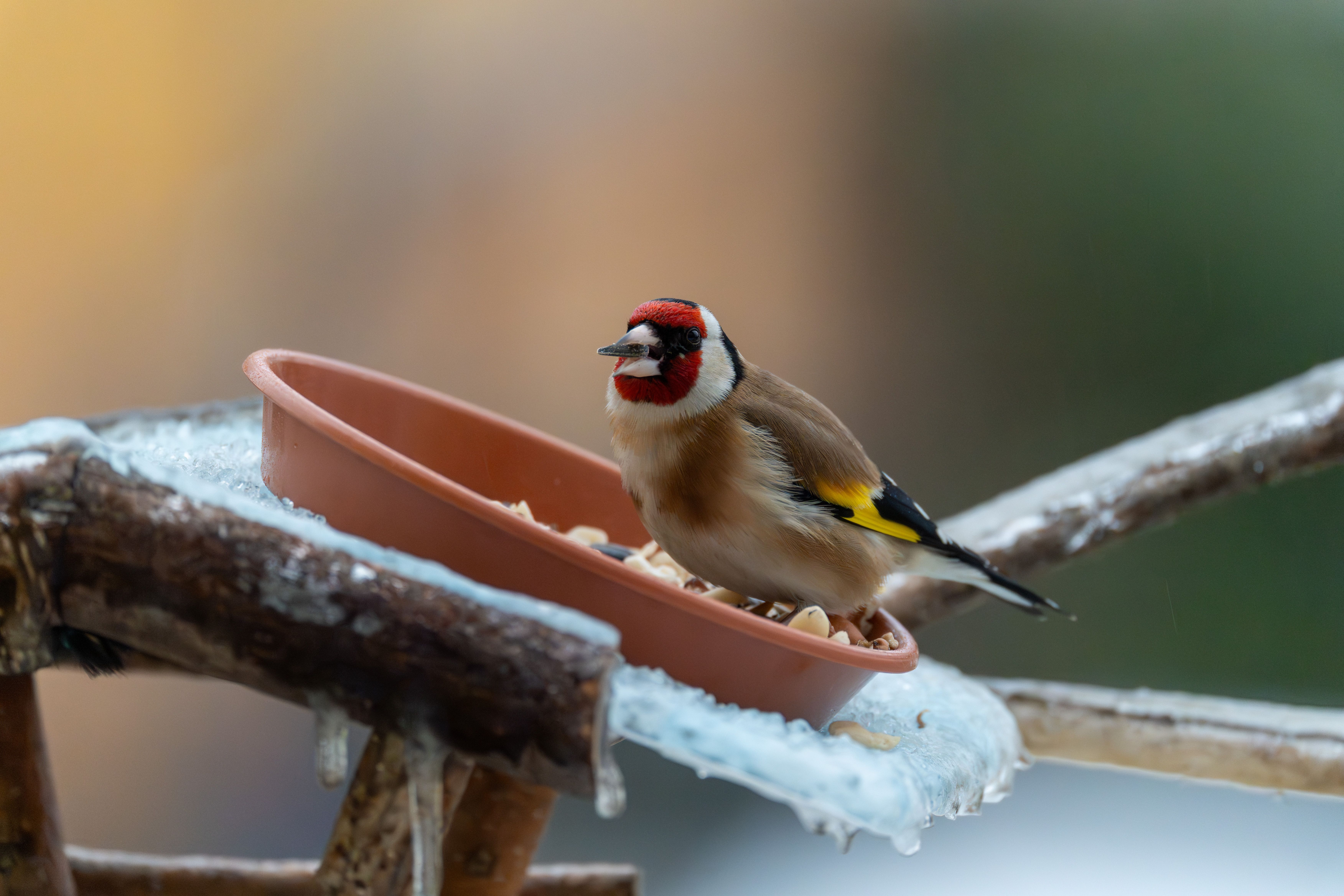 Stumbo, Goldfinch travel SC in final days of runoff for state attorney general — Photo by Gundula Vogel on Pexels
