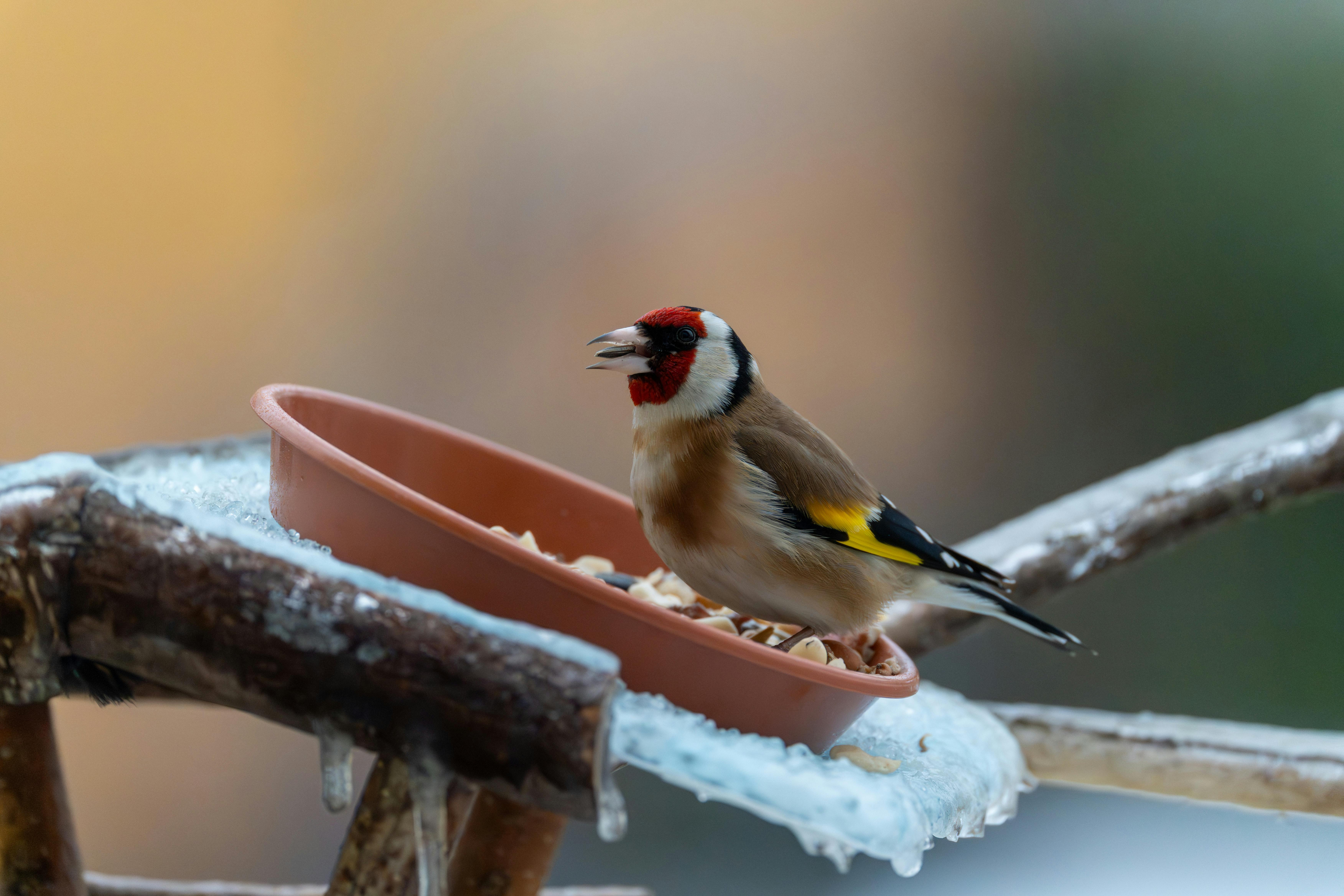Goldfinch foraging in a winter garden, perched on a branch with seeds.