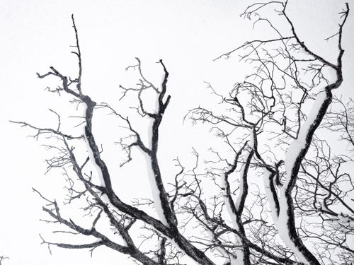 Free Dramatic black and white photo capturing the intricate patterns of bare winter tree branches against a stark white sky. Stock Photo